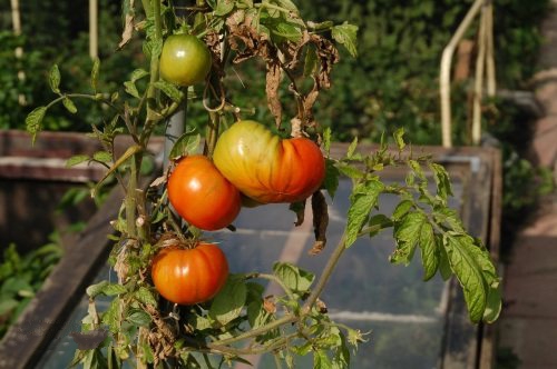 用智慧農業物聯網的模式種植西紅柿 用智慧農業物聯網的模式種植西紅柿