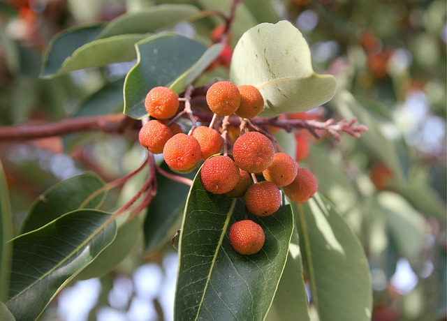 用農(nóng)業(yè)氣象站助力楊梅的種植 用農(nóng)業(yè)氣象站助力楊梅的種植